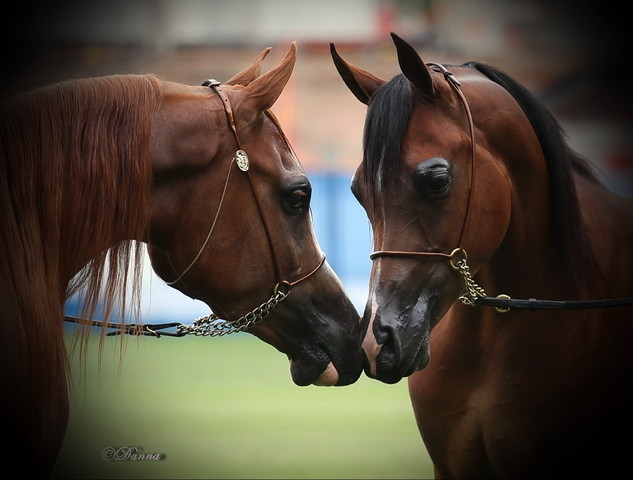 Arabian Horse Breeders Alliance of Australasia - Equitana Sydney 2011