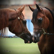 Arabian Horse Breeders Alliance of Australasia - Equitana Sydney 2011