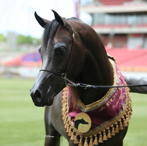 Arabian Horse Breeders Alliance of Australasia - Equitana Sydney 2011