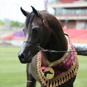 Arabian Horse Breeders Alliance of Australasia - Equitana Sydney 2011