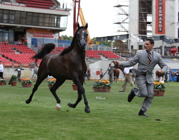 Arabian Horse Breeders Alliance of Australasia - Equitana Sydney 2011