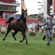 Arabian Horse Breeders Alliance of Australasia - Equitana Sydney 2011