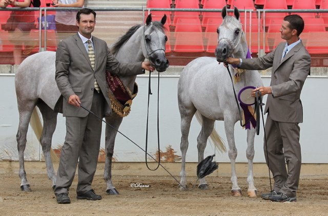 Arabian Horse Breeders Alliance of Australasia - Equitana Sydney 2011