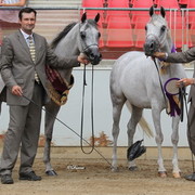 Arabian Horse Breeders Alliance of Australasia - Equitana Sydney 2011