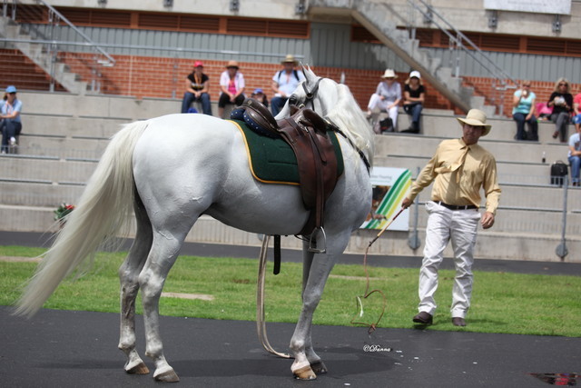 Arabian Horse Breeders Alliance of Australasia - Equitana Sydney 2011