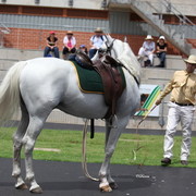 Arabian Horse Breeders Alliance of Australasia - Equitana Sydney 2011