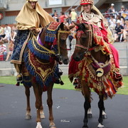 Arabian Horse Breeders Alliance of Australasia - Equitana Sydney 2011