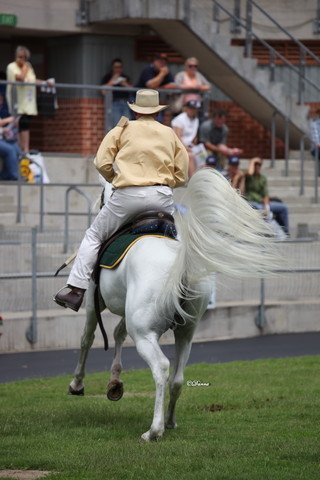 Arabian Horse Breeders Alliance of Australasia - Equitana Sydney 2011