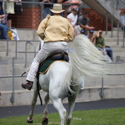 Arabian Horse Breeders Alliance of Australasia - Equitana Sydney 2011