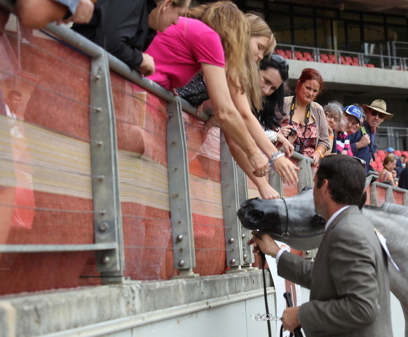 Arabian Horse Breeders Alliance of Australasia - Equitana Sydney 2011