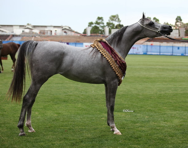 Arabian Horse Breeders Alliance of Australasia - Equitana Sydney 2011