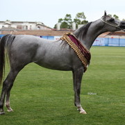 Arabian Horse Breeders Alliance of Australasia - Equitana Sydney 2011