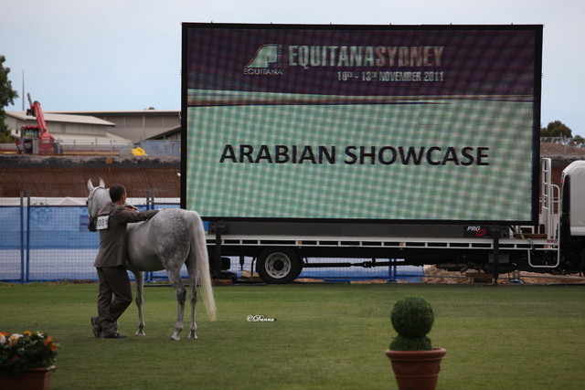 Arabian Horse Breeders Alliance of Australasia - Equitana Sydney 2011