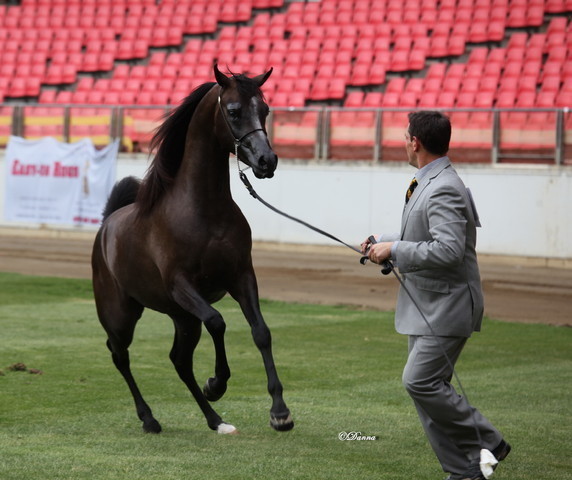Arabian Horse Breeders Alliance of Australasia - Equitana Sydney 2011