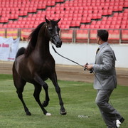 Arabian Horse Breeders Alliance of Australasia - Equitana Sydney 2011