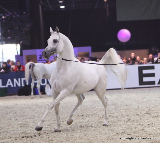 Salon du Cheval - Paris 2011