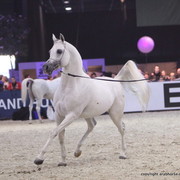 Salon du Cheval - Paris 2011
