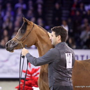 Salon du Cheval - Paris 2011