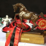 Salon du Cheval - Paris 2011