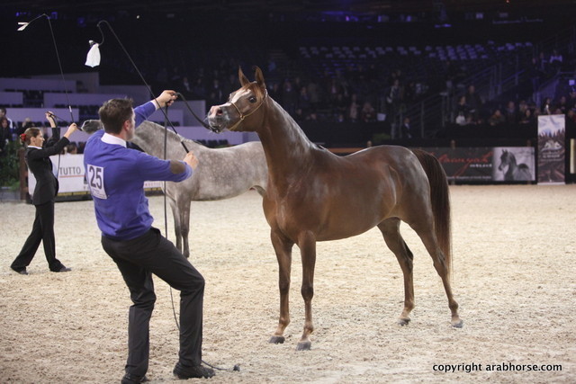 Salon du Cheval - Paris 2011