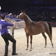 Salon du Cheval - Paris 2011