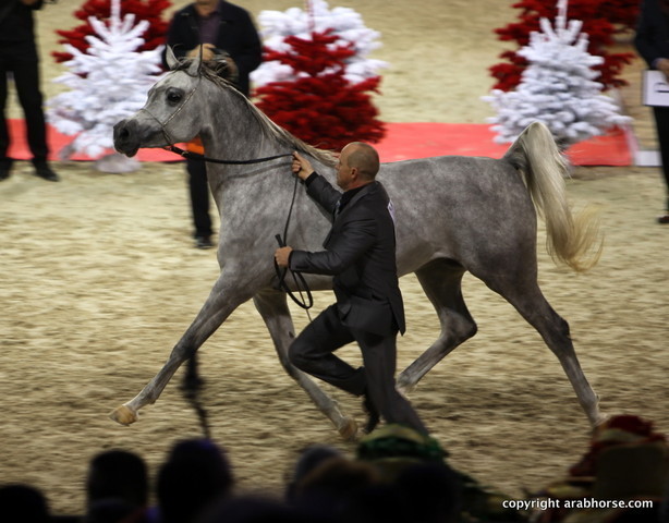 Salon du Cheval - Paris 2011