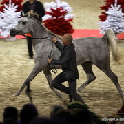 Salon du Cheval - Paris 2011