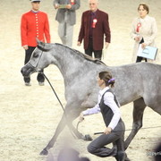 Salon du Cheval - Paris 2011