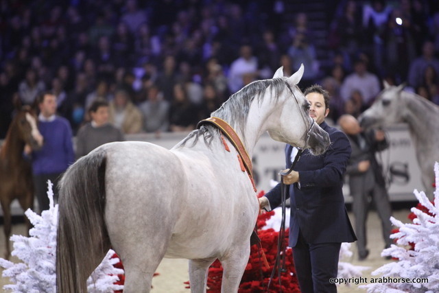 Salon du Cheval - Paris 2011