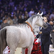 Salon du Cheval - Paris 2011