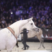 Salon du Cheval - Paris 2011