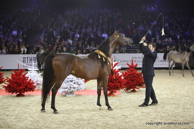 Salon du Cheval - Paris 2011