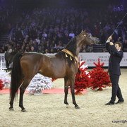 Salon du Cheval - Paris 2011