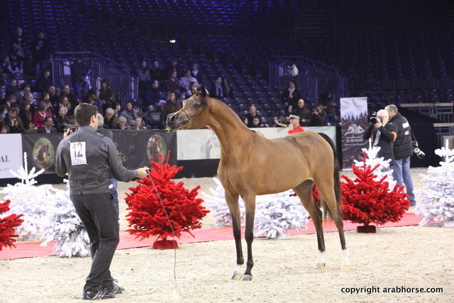 Salon du Cheval - Paris 2011