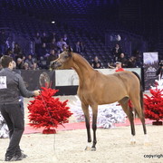 Salon du Cheval - Paris 2011