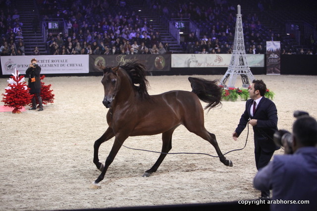 Salon du Cheval - Paris 2011