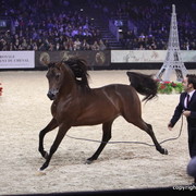 Salon du Cheval - Paris 2011