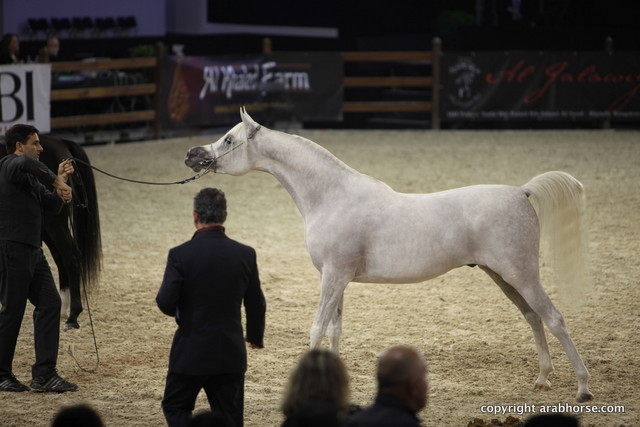 Salon du Cheval - Paris 2011