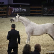 Salon du Cheval - Paris 2011