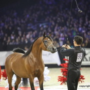 Salon du Cheval - Paris 2011