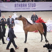 Salon du Cheval - Paris 2011