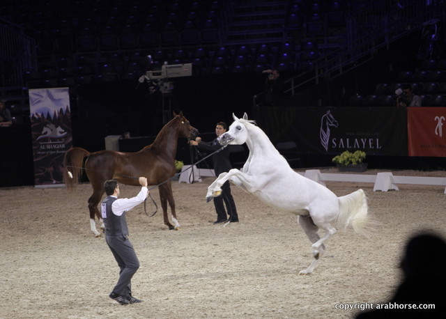 Salon du Cheval - Paris 2011