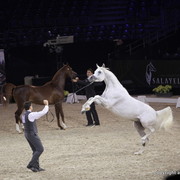 Salon du Cheval - Paris 2011