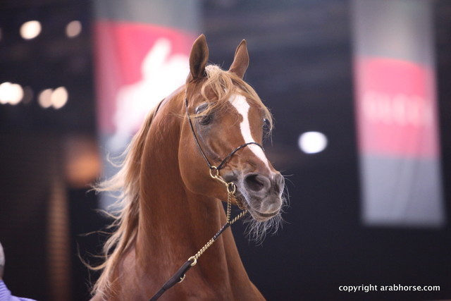 Salon du Cheval - Paris 2011