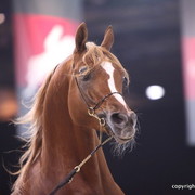 Salon du Cheval - Paris 2011