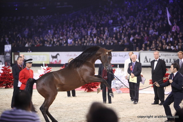 Salon du Cheval - Paris 2011