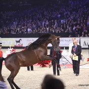 Salon du Cheval - Paris 2011