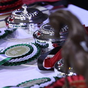 Salon du Cheval - Paris 2011