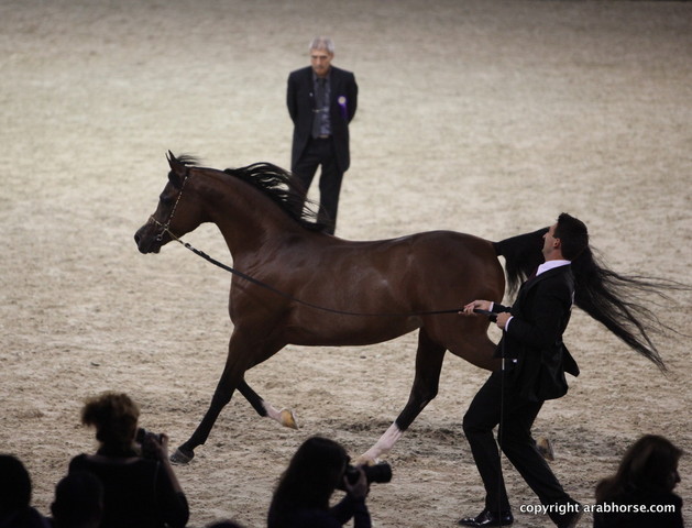Salon du Cheval - Paris 2011