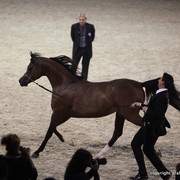 Salon du Cheval - Paris 2011